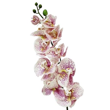 Орхидея фаленопсис Конэко-О 71421 102 см