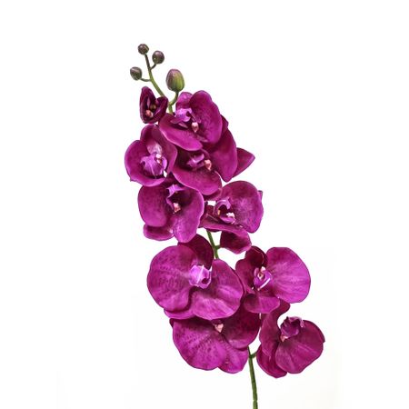 Орхидея фаленопсис Конэко-О 75721 102 см